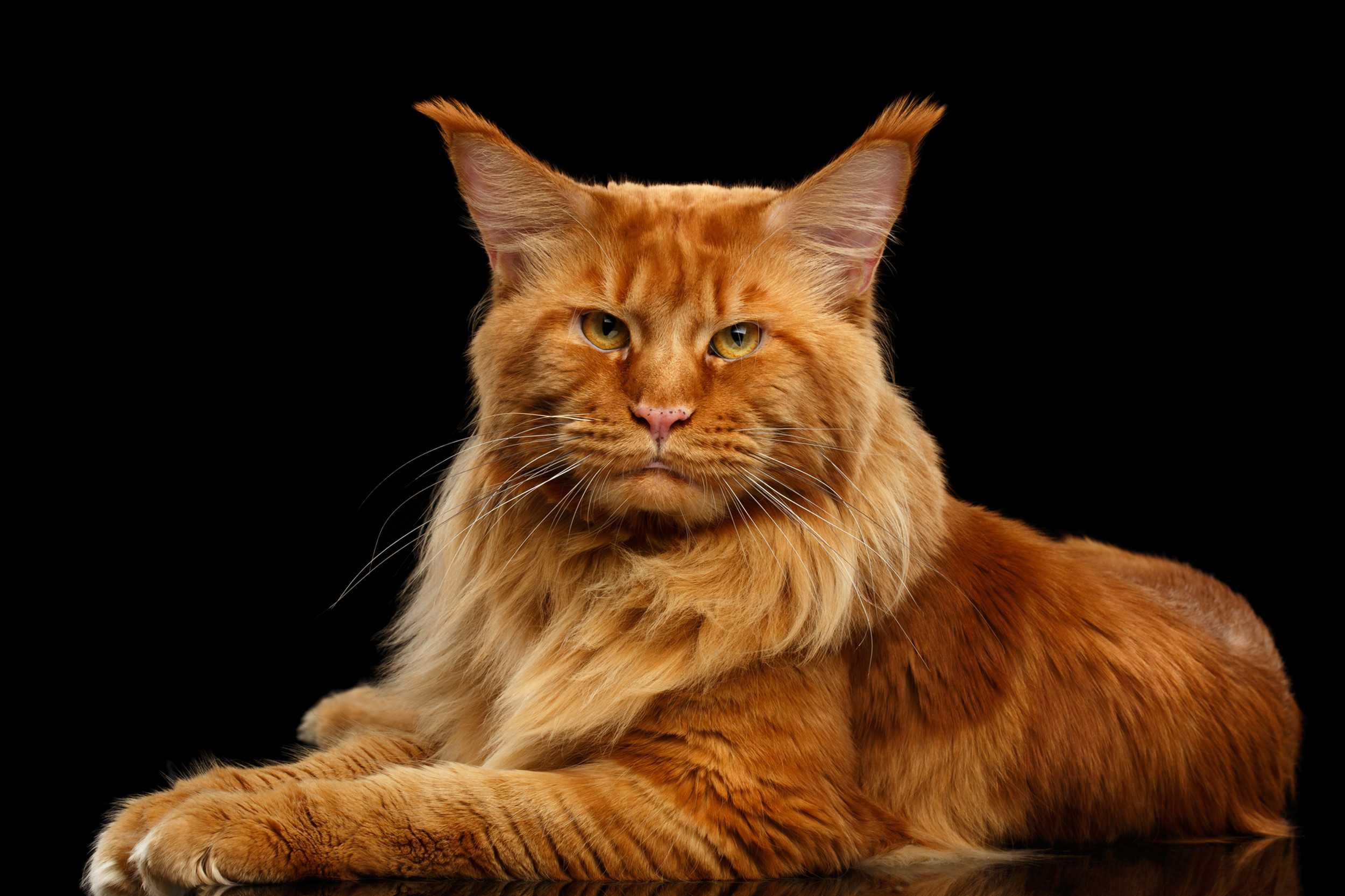 Maine Coon Kittens for Sale | Big Hearts, Even Bigger Paws