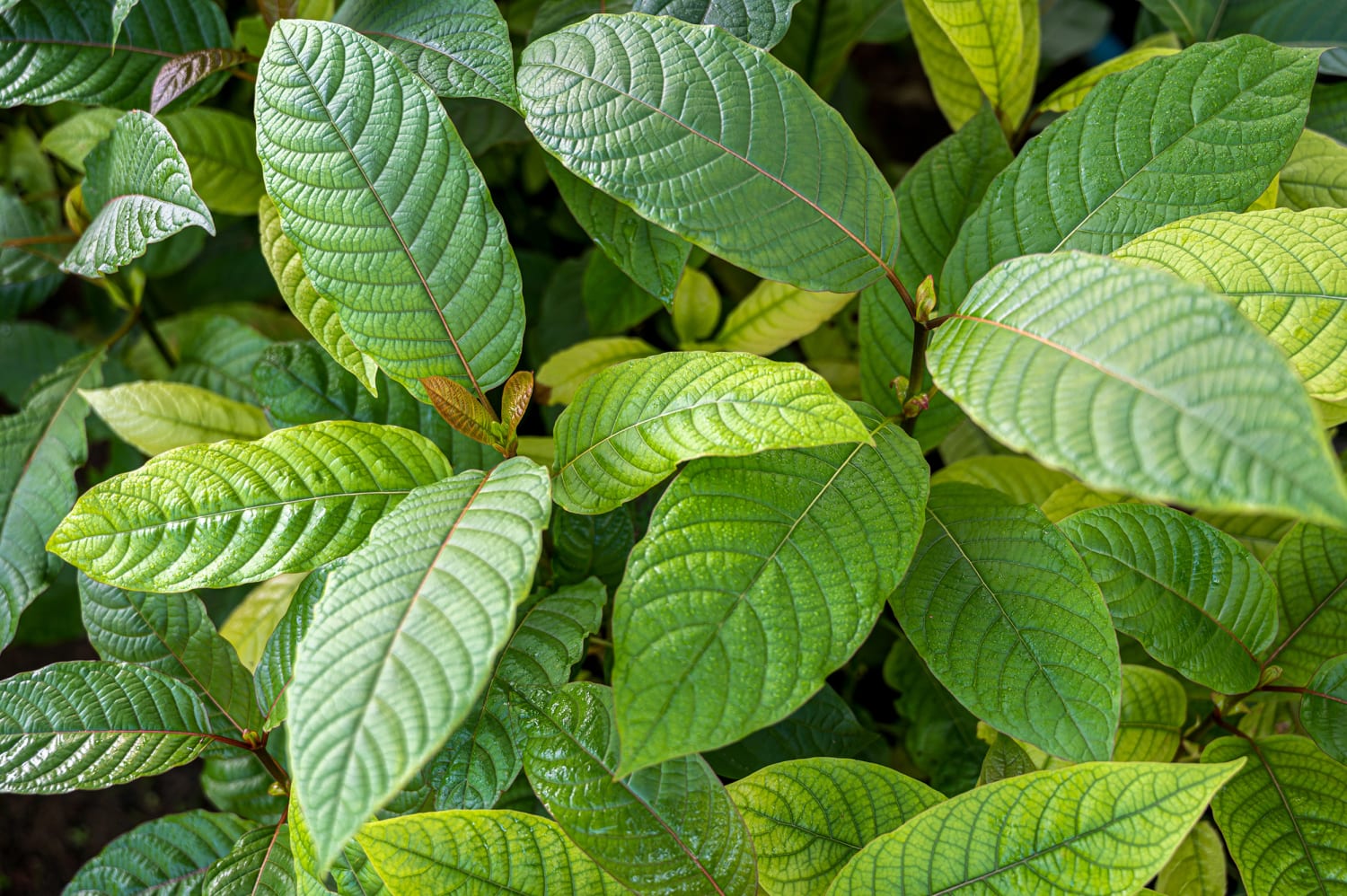 The Secret to Relaxation: Herbal Wellness Tea Chiang Mai
