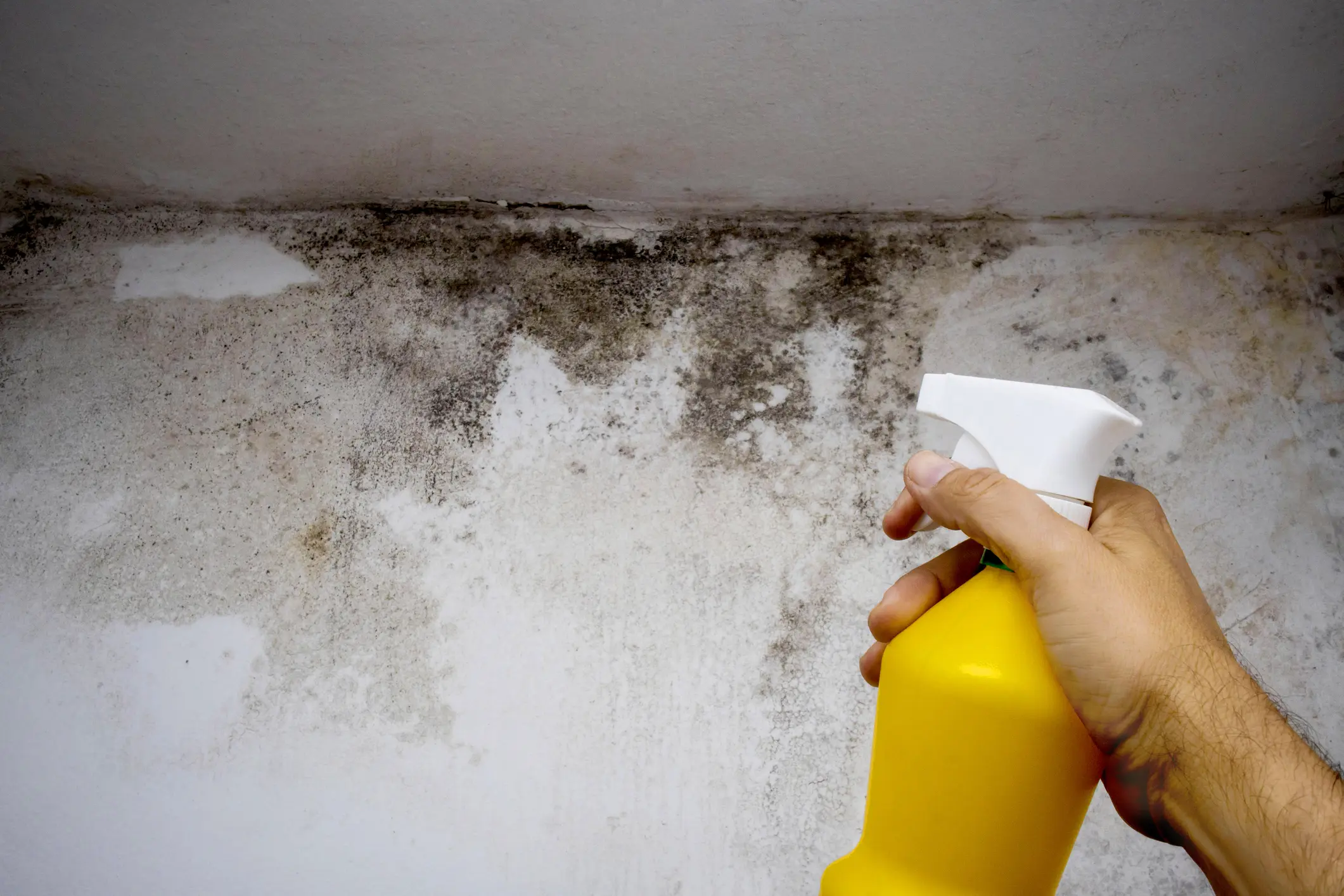 Expert Technicians Offering mold remediation hyde park austin tx