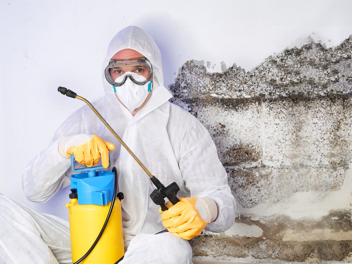Expert Technicians Offering mold remediation hyde park austin tx