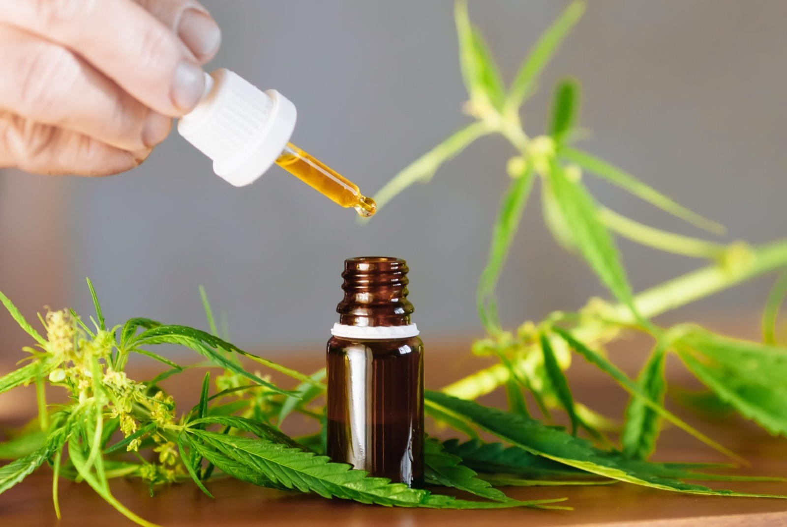 Enjoy Premium Madrid Cannabis at Club Cannabis Madrid