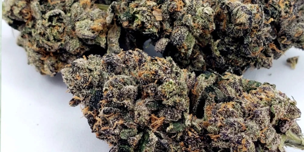 Albino Penis Envy – High-Quality Mushrooms Available at Bud Cargo