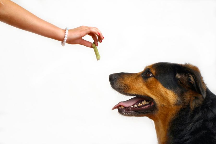 Place Command Dog Training Arizona: Building Calm, Focused, and Obedient Dogs