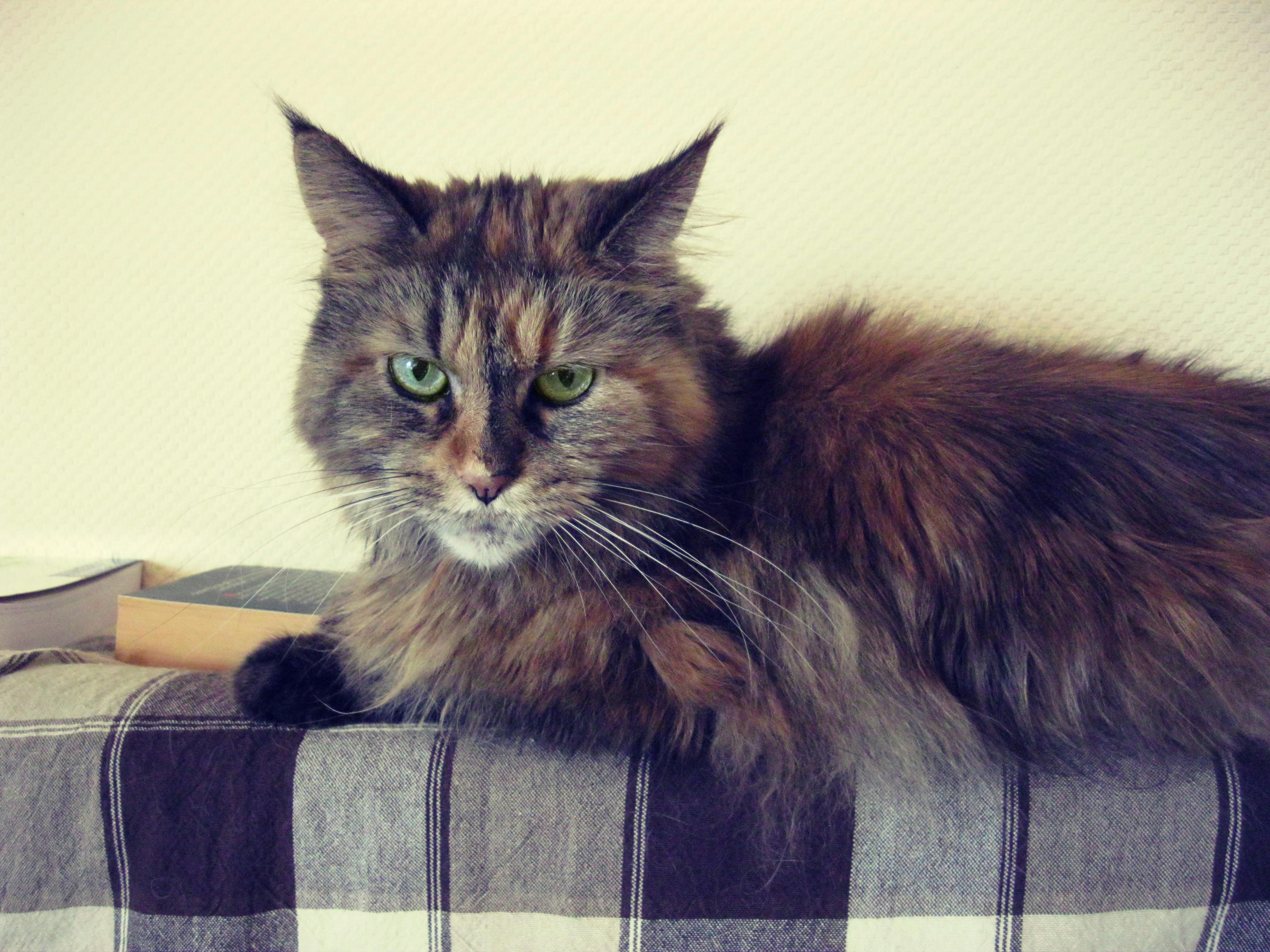 Beautiful Maine Coon Kittens for Sale Northern California Homes
