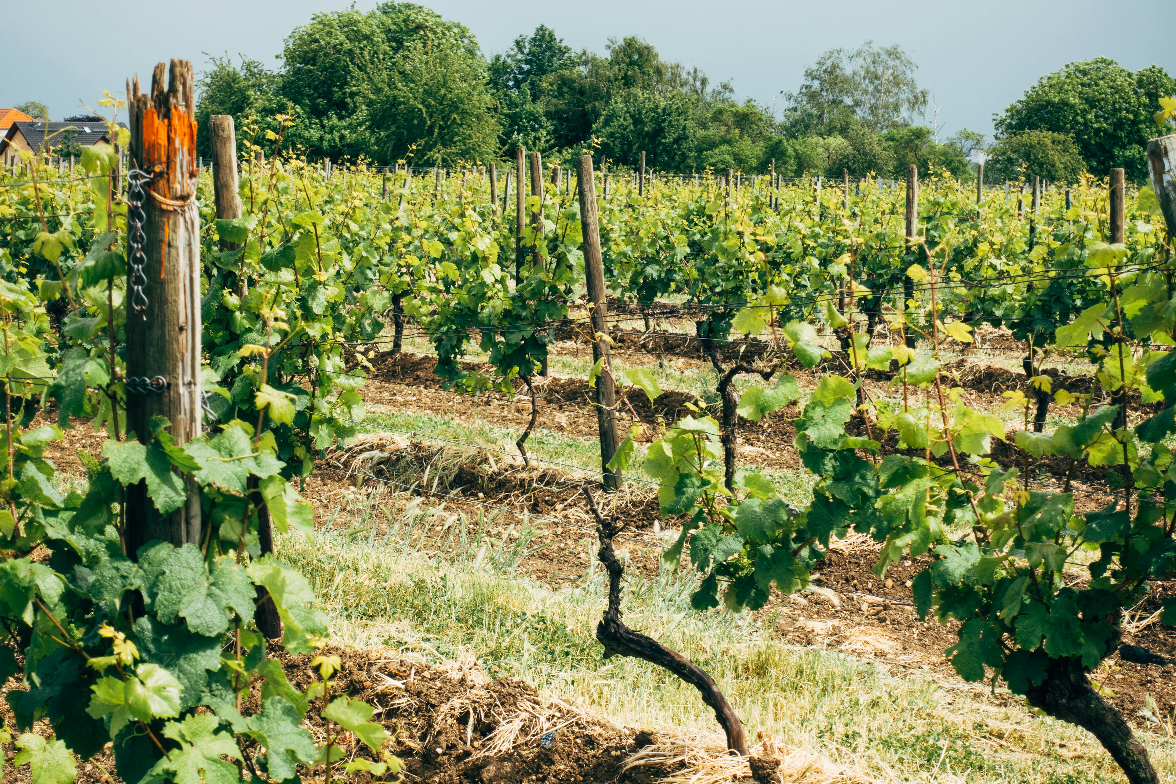 The Ultimate Sacramento Wineries Tour for Wine Enthusiasts