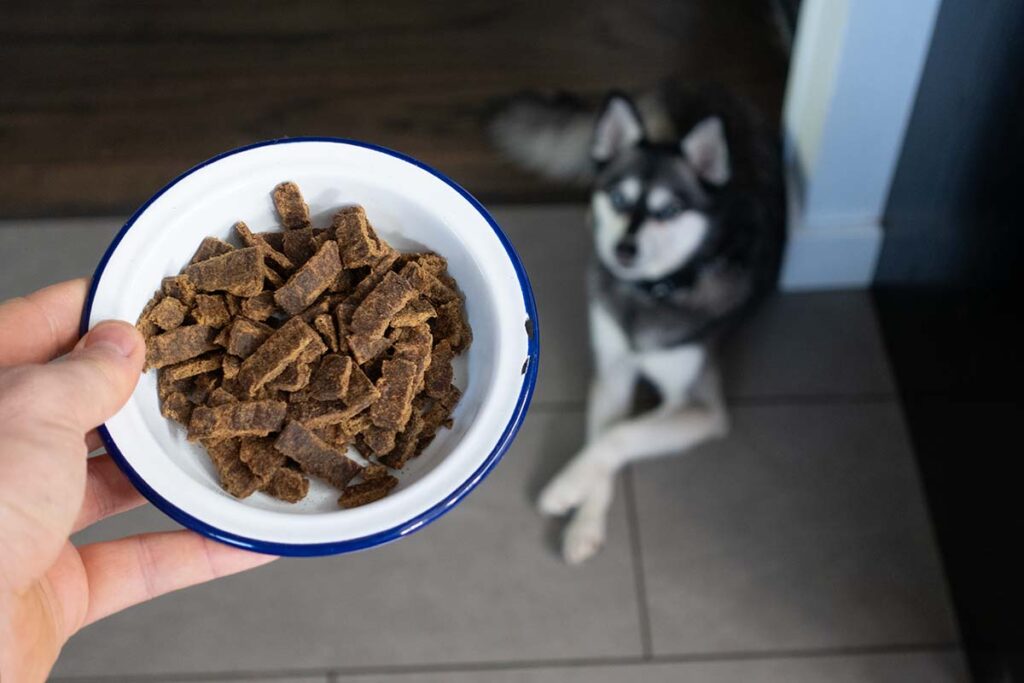 How Dr Martys Dog Food Supports Digestive Health