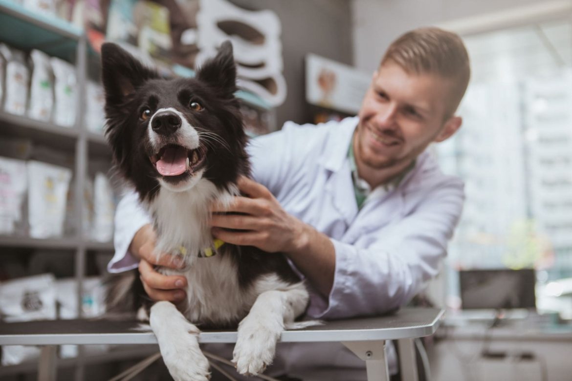 Quick, Cheap, Reliable Pet Certificates via Vet Home Certs