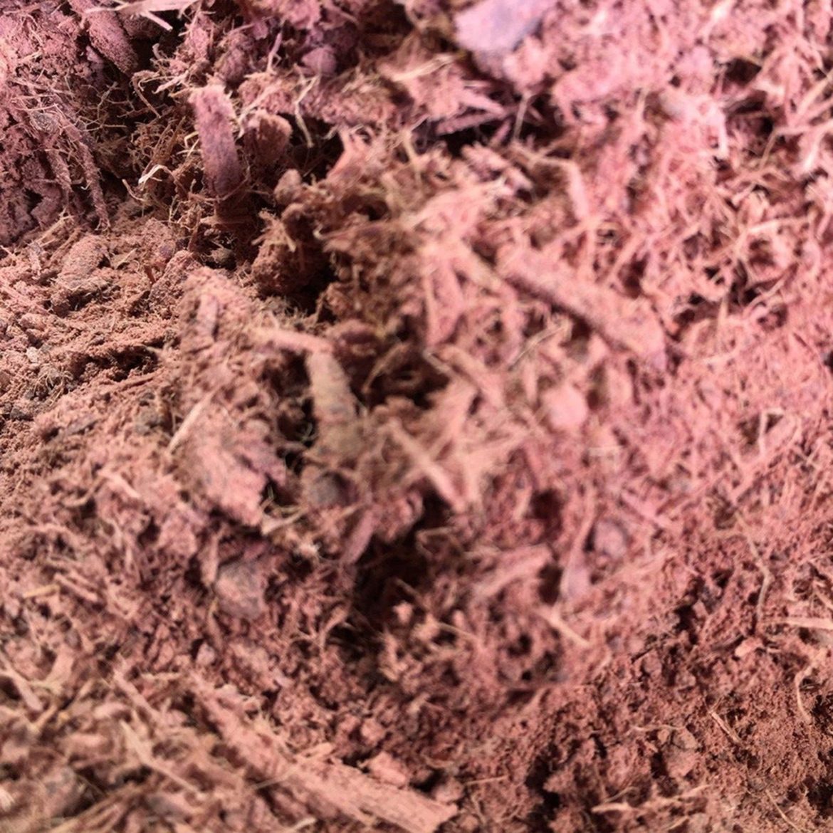 Artisan-Grade Woad Dye for Sale – Vibrant Blue from Nature